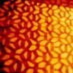 11311218_410242225833559_1639348130_a