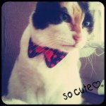 11930917_1055535617804031_931264828_a