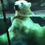 13129738_513753825482947_1326950145_a