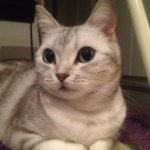 11849944_723891234387575_691186109_a