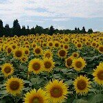 11881578_1485077418480732_530600196_a