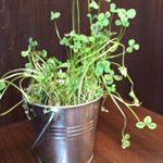 11326150_883336238416183_1686654673_a