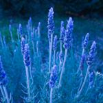 12599340_1025070810889442_970325684_a