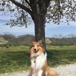 13113800_229316044105484_901274045_a