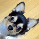 11821735_1058960984123591_942876834_a