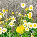 12298896_928229520580066_245250138_a