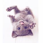 12256766_1620479628217851_286607475_a