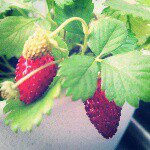 11382916_1129494643730849_1722444028_a