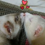 12545330_226029837732521_549819562_a