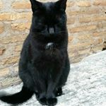 11820603_992524787456474_659923007_a