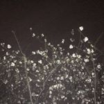 12965087_1071072616282878_616029338_a