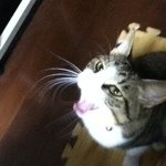 11821204_1623502904567484_350471670_a