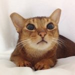 11201504_876944832384442_1707438190_a