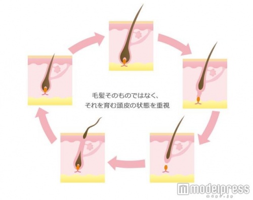 「ヘアサイクル」は、生える→長くなる→太くなる→抜ける