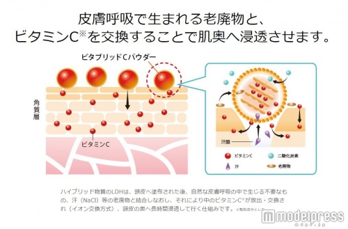 ビタミンCと必須ミネラル（亜鉛）のハイブリッド物質「LDH」が老廃物とビタミンCを交換してくれる