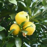 12783276_1705517959721115_1015379966_a