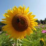 11910169_1519401661685131_1642160675_a