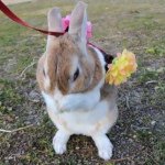 10454216_1449583918623578_1668880734_a