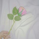 13150824_249495768772889_2122026424_a