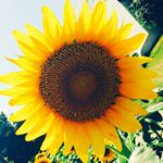 11809593_957100177681229_902795564_a