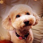 11191004_1577600302489239_96005886_a