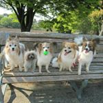 12145205_1665252917054820_263877172_a