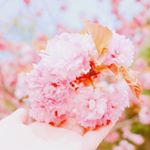 13108685_108814936194953_1384473060_a