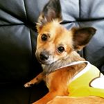 12445793_1612107475716890_1226832608_a