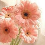 11930786_1137121749654898_1129069943_a