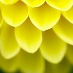 11820562_944157042289749_2038916367_a