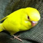 11324492_846087315474886_981674255_a