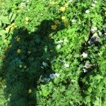 10593314_801086029913029_1460318886_a