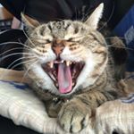 11850388_143464975990144_1690100537_a