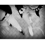 13151197_1609846752675679_1835579851_a