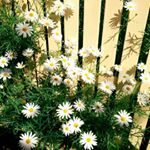 12930811_537148256464073_1944454419_a