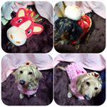 12724757_1972608609631661_1056167455_a