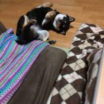 11085162_1608823249330278_1725141962_a