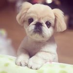 12797614_1585728855082673_1449033037_a