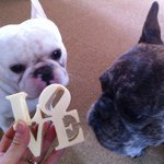 11856674_1629186817319540_348771832_a