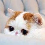 12912862_1749765998602441_1353982177_a