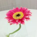 12976212_206262786417874_2111412700_a