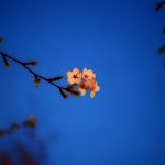 13098860_1629611237362148_1594847973_a