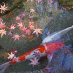 12558619_1727870314110907_613996142_a