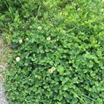 13258962_533716390141356_4356515_a