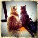 10932601_699002436886544_168670922_a