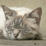 12717069_733288060105205_1818833949_a