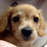 13108619_237466156617160_683894614_a