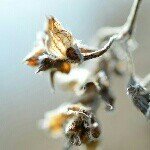 11821943_1487630874885588_148507107_a