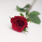 13166879_1037583769668316_1404228231_a