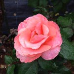 10706795_383581328460315_1510490374_a